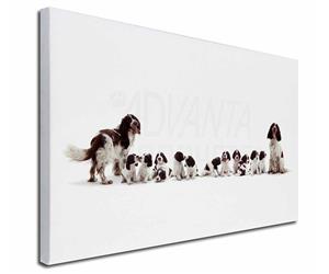 Springer Spaniel Dogs