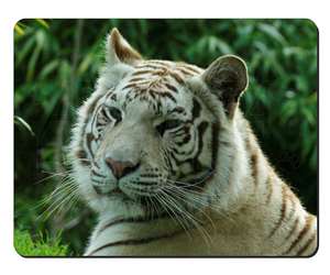 Siberian White Tiger