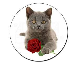 British Blue Kitten with Red Rose