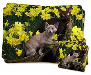 Burmese Cats Amoungst Daffodils