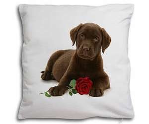 Chesapeake Bay Retriever with Rose