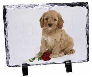 Cockerpoodle Puppy with Red Rose