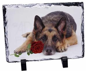 German Shepherd with Red Rose