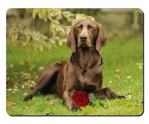 German Shorthaired Pointer with Red Rose