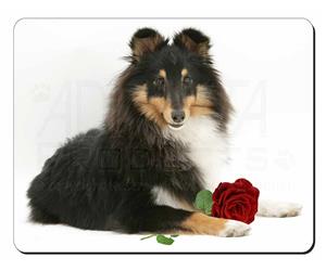 Shetland Sheepdogs