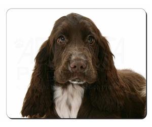 Chocolate Cocker Spaniel Dog