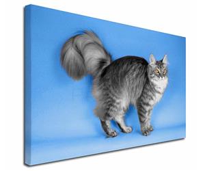 Click to see all products with this Silver Maine Coon Cat.