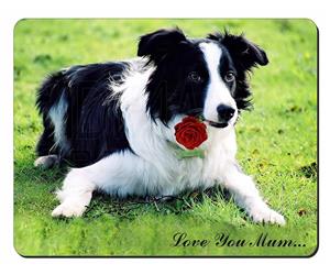 Border Collie + Rose 