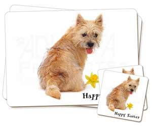 Cairn Terrier 