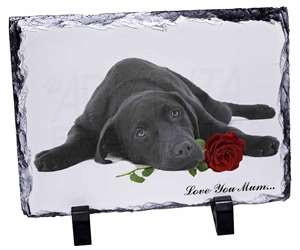 Labrador with Rose 