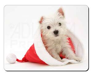 West Highland Terrier Dog