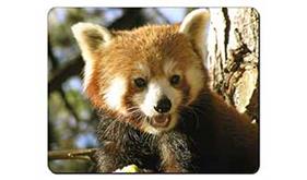 Click to see all products with this Red Panda.