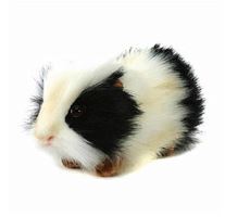 Hansa Realistic Black White Guinea Pig Childrens Soft Toy 4592