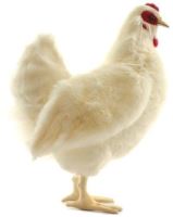 Hansa Realistic Life Size White Hen Soft Plush Chicken 4172
