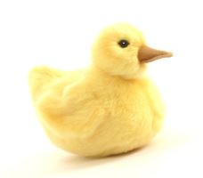 Hansa Cute Realistic Baby Duck Chick Childrens Soft 