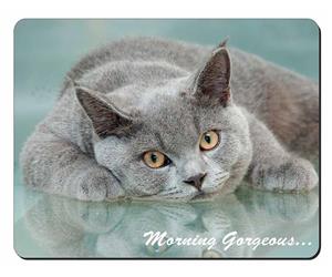 British Blue Cat 