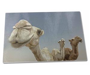 Click Image to See All the Different Camel Products in this Section