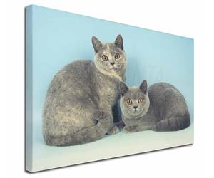 Click to see all products with these British Blue and Cream cats.