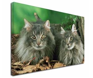 Click to see all products with these Norwegian Forest Cats.