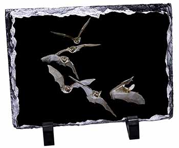 Bats in Flight, Stunning Photo Slate