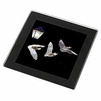 Bats by Lantern Night Light Black Rim High Quality Glass Coaster