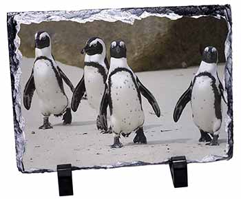 Penguins on Sandy Beach, Stunning Photo Slate