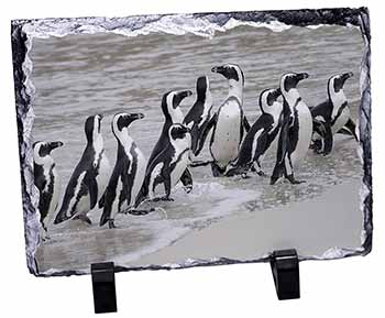 Sea Penguins, Stunning Photo Slate