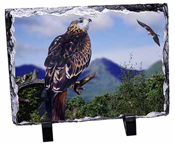 Red Kite Bird of Prey, Stunning Photo Slate