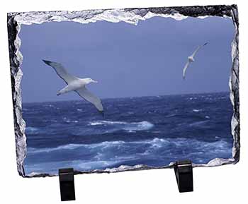 Sea Albatross Flying Free, Stunning Photo Slate