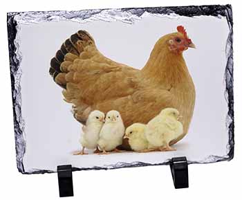 Hen with Baby Chicks, Stunning Photo Slate