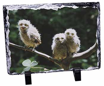 Baby Owls on Branch, Stunning Photo Slate