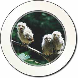 Baby Owls on Branch Car or Van Permit Holder/Tax Disc Holder