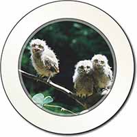 Baby Owls on Branch Car or Van Permit Holder/Tax Disc Holder