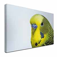 Yellow Budgerigar, Budgie Canvas X-Large 30"x20" Wall Art Print