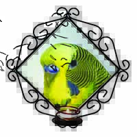Yellow Budgerigar, Budgie Wrought Iron Wall Art Candle Holder