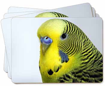 Yellow Budgerigar, Budgie Picture Placemats in Gift Box