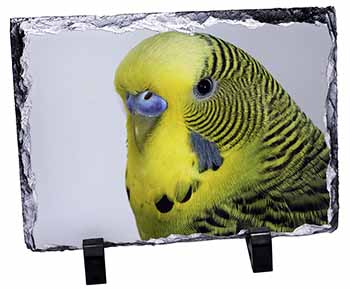 Yellow Budgerigar, Budgie, Stunning Photo Slate