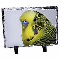 Yellow Budgerigar, Budgie, Stunning Photo Slate