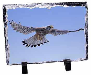 Flying Kestrel Bird of Prey, Stunning Photo Slate