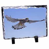 Flying Kestrel Bird of Prey, Stunning Photo Slate