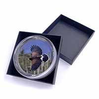 Flying Harris Hawk Bird of Prey Glass Paperweight in Gift Box