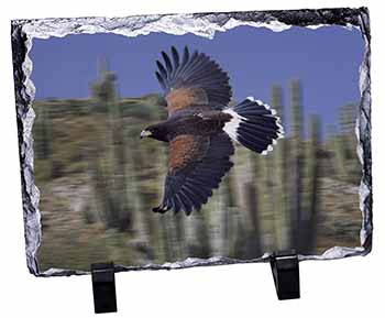 Flying Harris Hawk Bird of Prey, Stunning Photo Slate