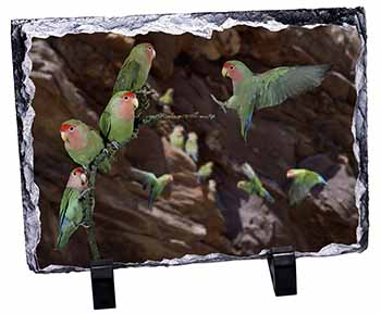 Lovebirds, Pretty Love Birds, Stunning Photo Slate