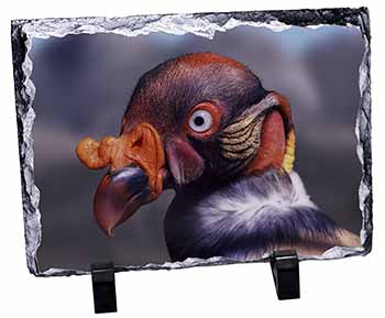 King Vulture Bird of Prey, Stunning Photo Slate
