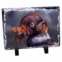 King Vulture Bird of Prey, Stunning Photo Slate