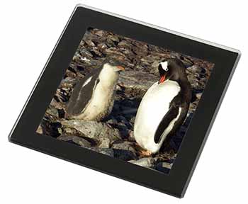 Penguins on Pebbles Black Rim High Quality Glass Coaster