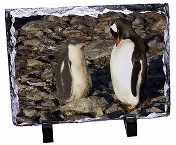 Penguins on Pebbles, Stunning Photo Slate