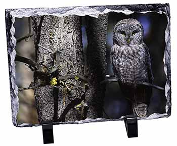 Stunning Owl in Tree, Stunning Photo Slate