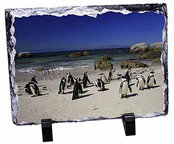 Beach Penguins, Stunning Photo Slate