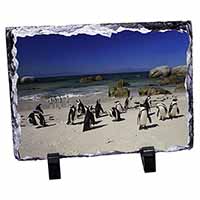 Beach Penguins, Stunning Photo Slate